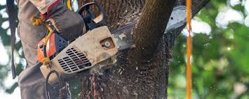 Professional Tree Removal Services in Washingtonville, NY