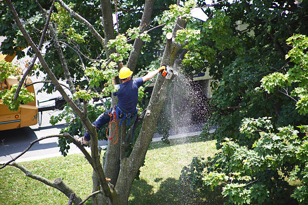 How Our Tree Care Process Works  in  Washingtonville, NY